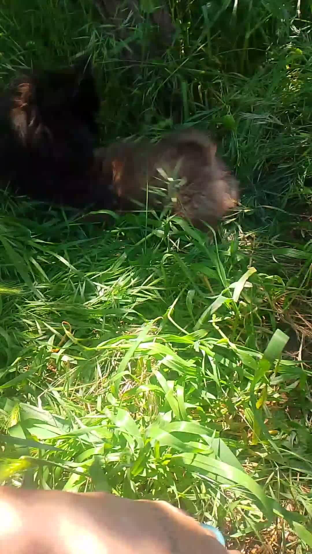 Pomchi perros en venta: Pomchi macho chocolate precioso  - Video 2