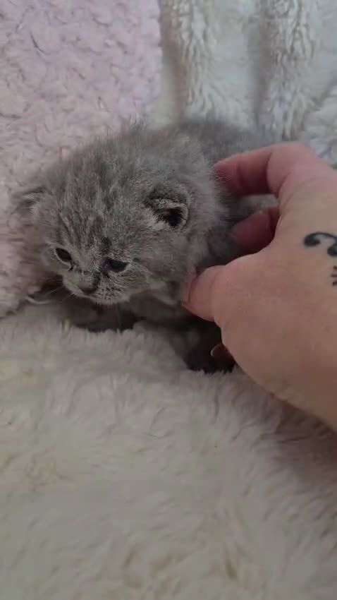 Británico de Pelo Corto Azul gatos en venta: Brithis blue espectaculares bebes  - Video 3