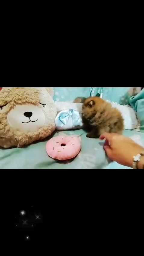Pomerania perros en venta: Preciosos pomeranias alta calidad  - Video 1