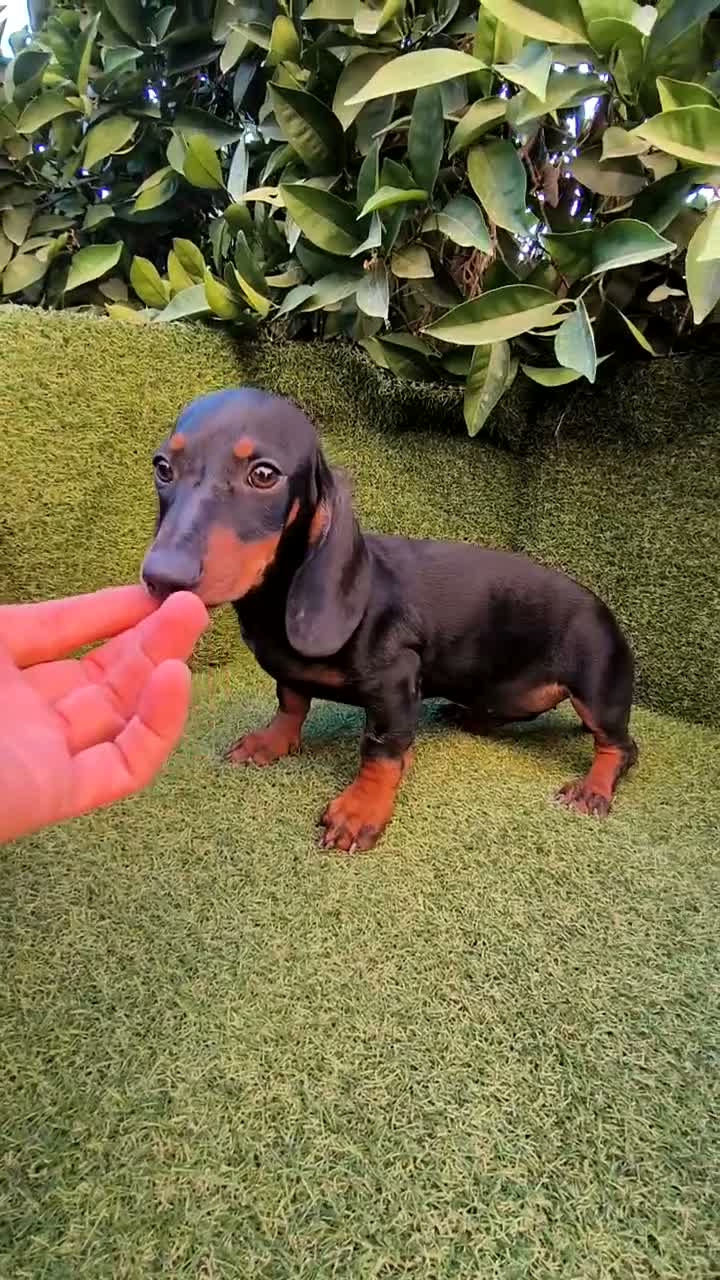 Teckel Miniatura perros en venta: teckel miniatura hembra negro fuego  - Video 1