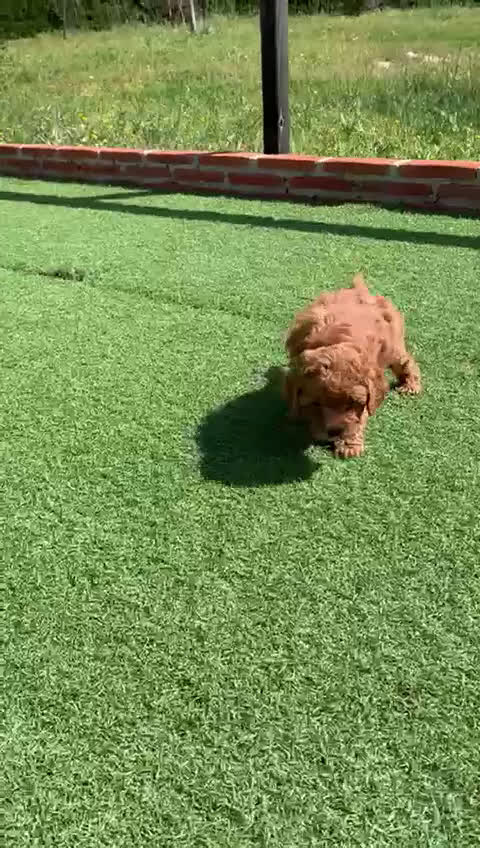 Caniche Toy perros en venta: Cachorros raza Caniche  en Granada - Video 3