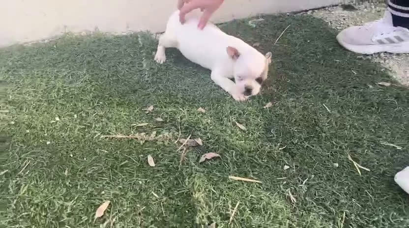 Bulldog Francés perros en venta: Bulldog Francés  - Video 1