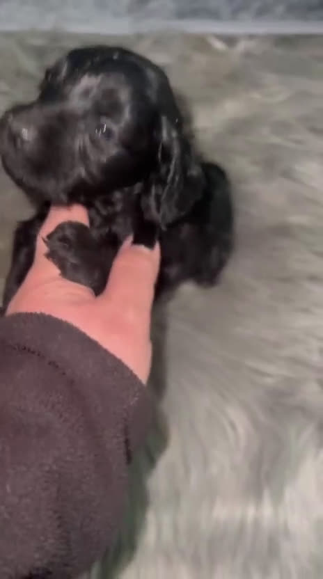 Cockapoo perros en venta: Camada de cockapoo nacionales - Video 2