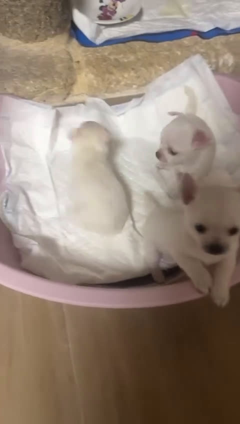 Chihuahua perros en venta: Chihuahua blanca  - Video 1