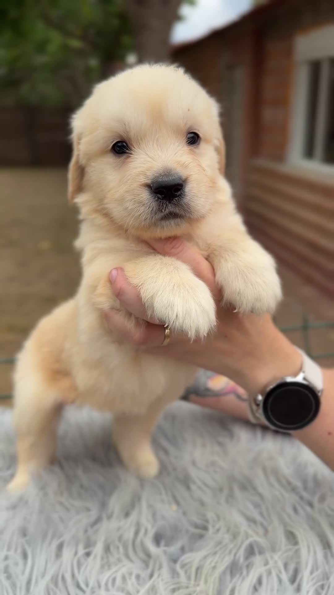 Golden Retriever perros en venta: Golden dorados  - Video 2