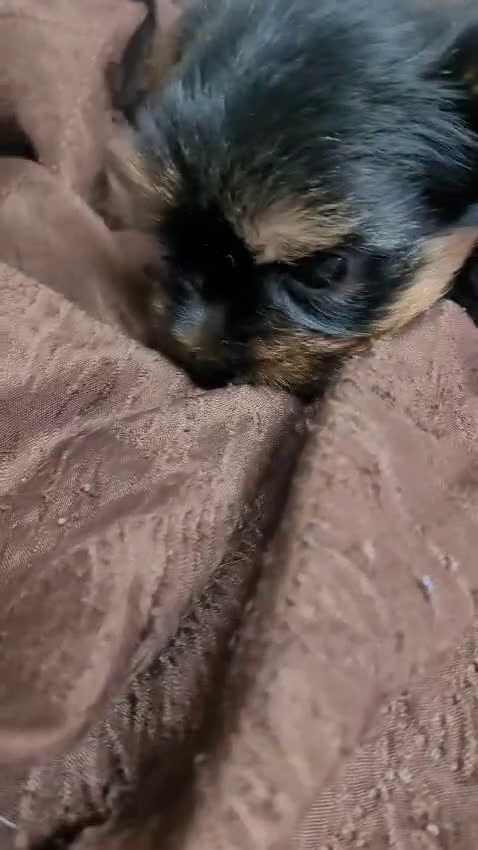 Yorkshire Terrier perros en venta: Camada de cachorros Yorkshire Terrier  en Granada - Video 2