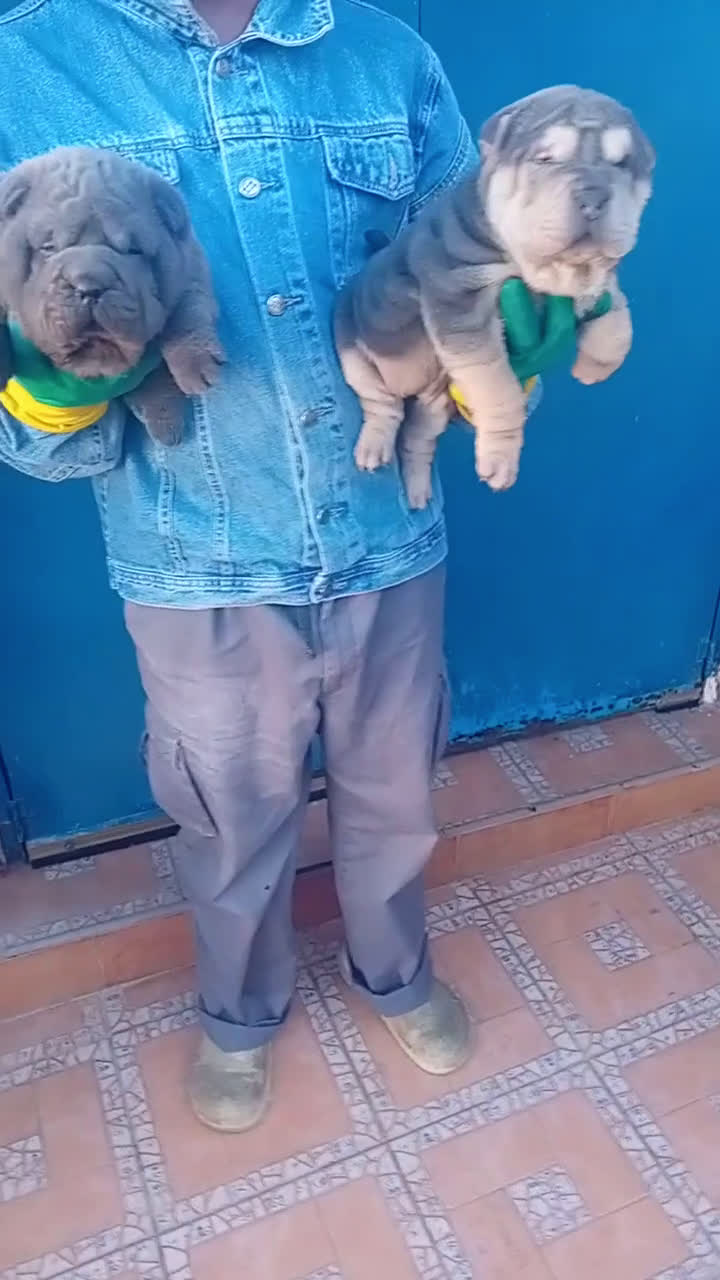 Shar Pei perros en venta: ‼️‼️Preciosa camada de minipeis - Video 1