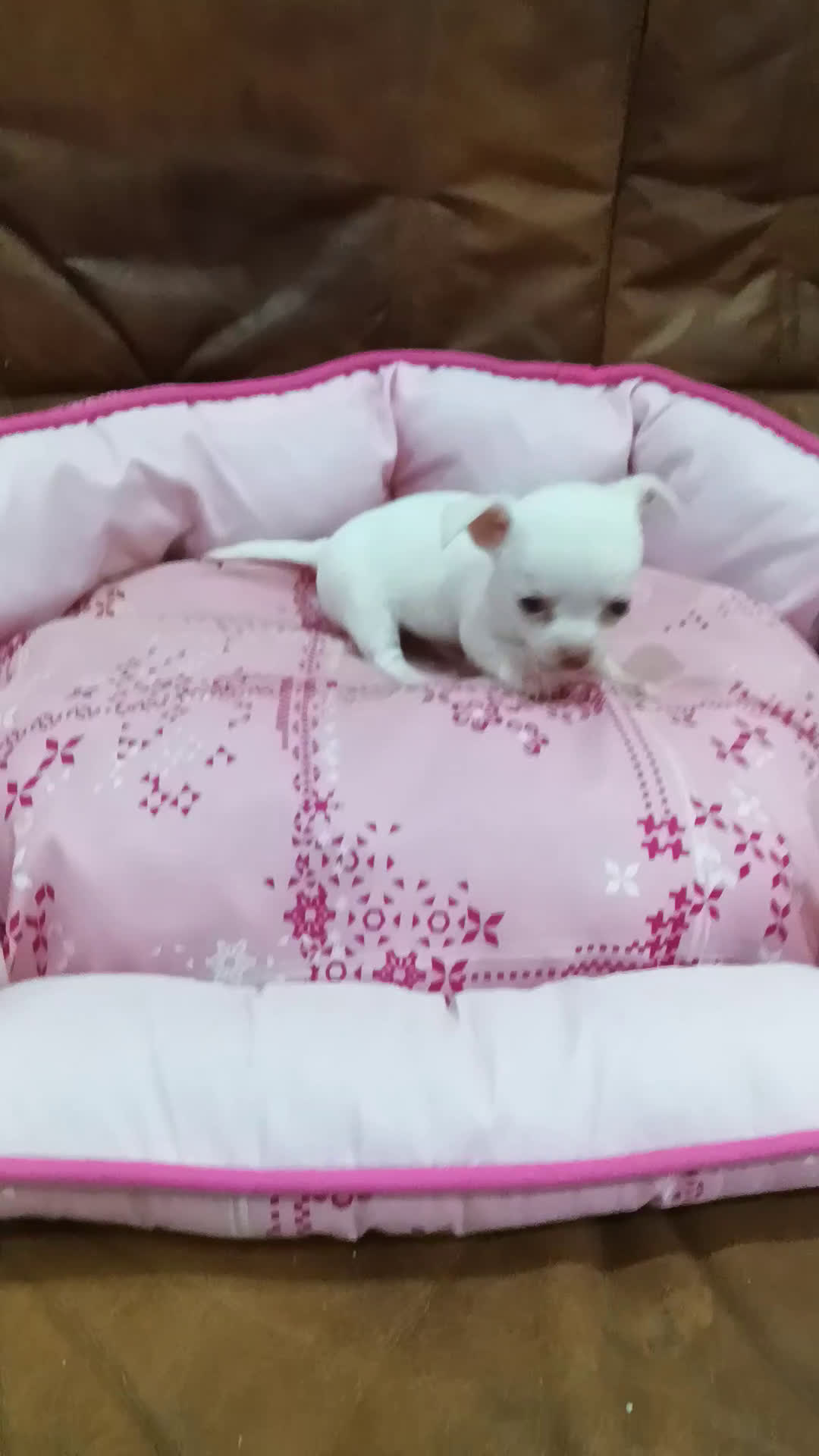 Chihuahua perros en venta: CHIHUAHUA TOY - Video 1