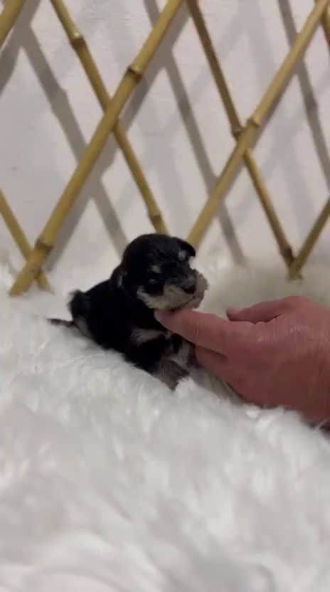 Schnauzer Miniatura perros en venta: SCHNAUZER MINIATURA - Video 1