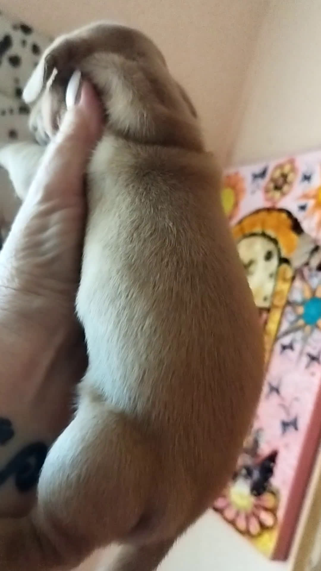 Teckel perros en venta: TECKEL PURA RAZA  - Video 1