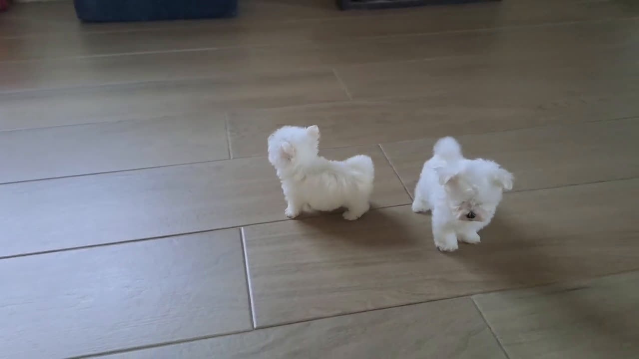 Bichón Maltés perros en venta: Bichon Maltes Micro Toy  - Video 1