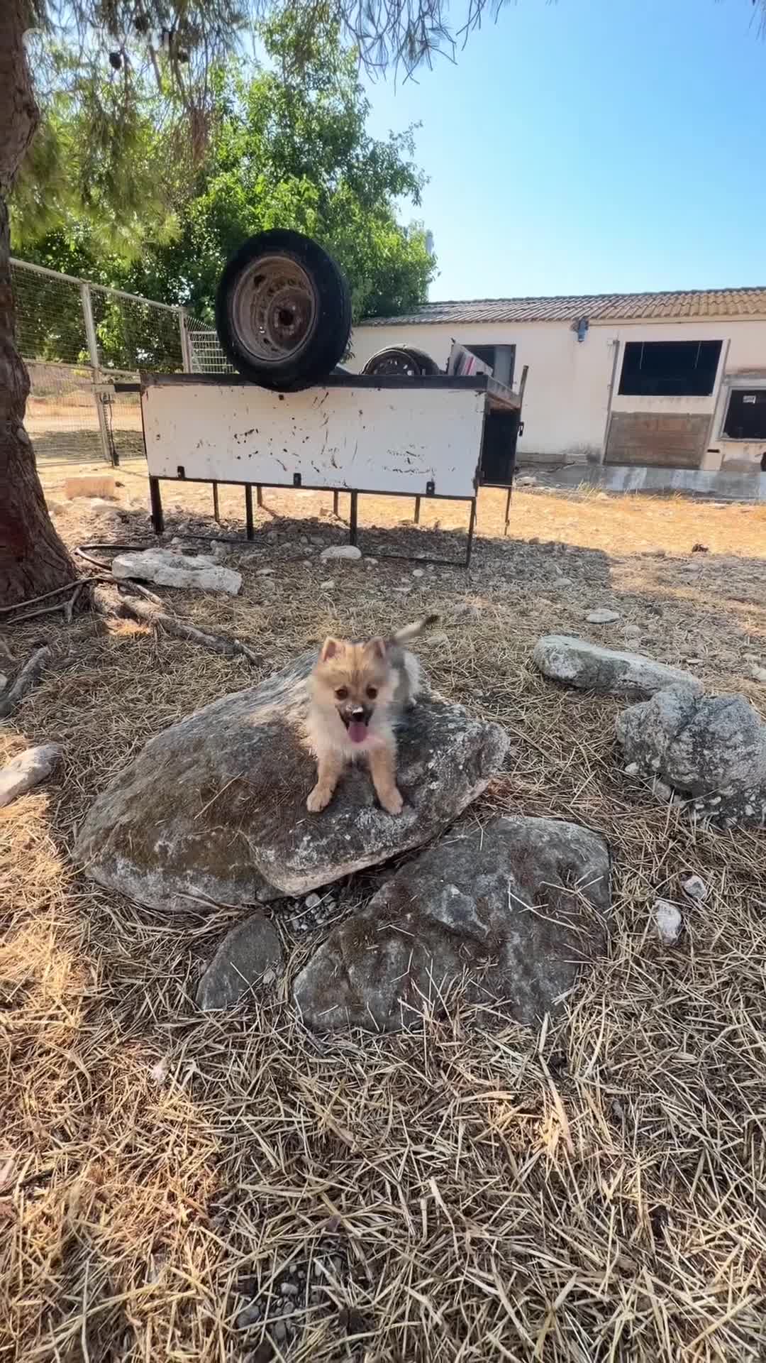 Pomerania perros en venta: Pomerania  - Video 2