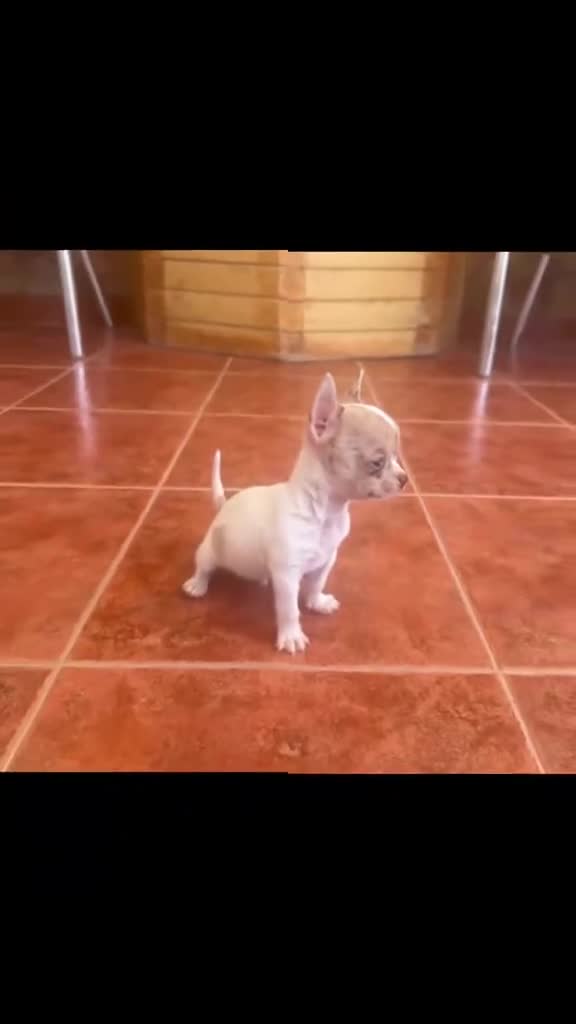 Chihuahua perros en venta: Chihuahua  - Video 1