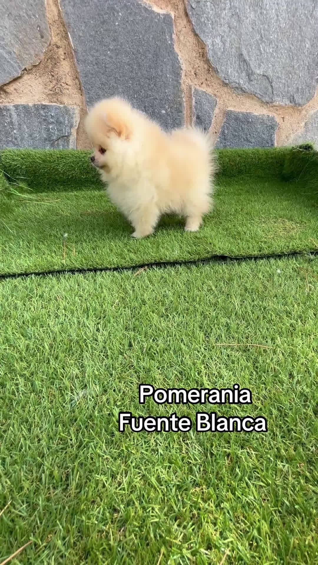 Pomerania perros en venta: Pomeranias toy hembra y macho.  - Video 1