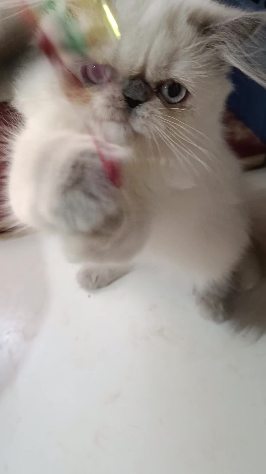 Himalayo gatos en venta: CACHORRO HIMALAYO BLUE POINT - Video 1