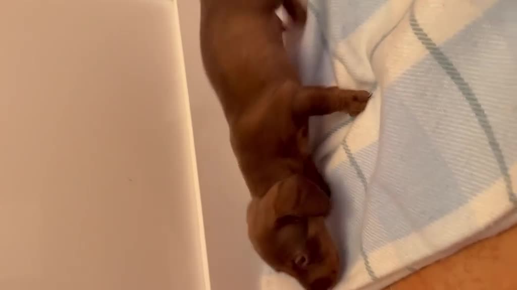 Teckel Miniatura perros en venta: Teckel kaninchen  - Video 1