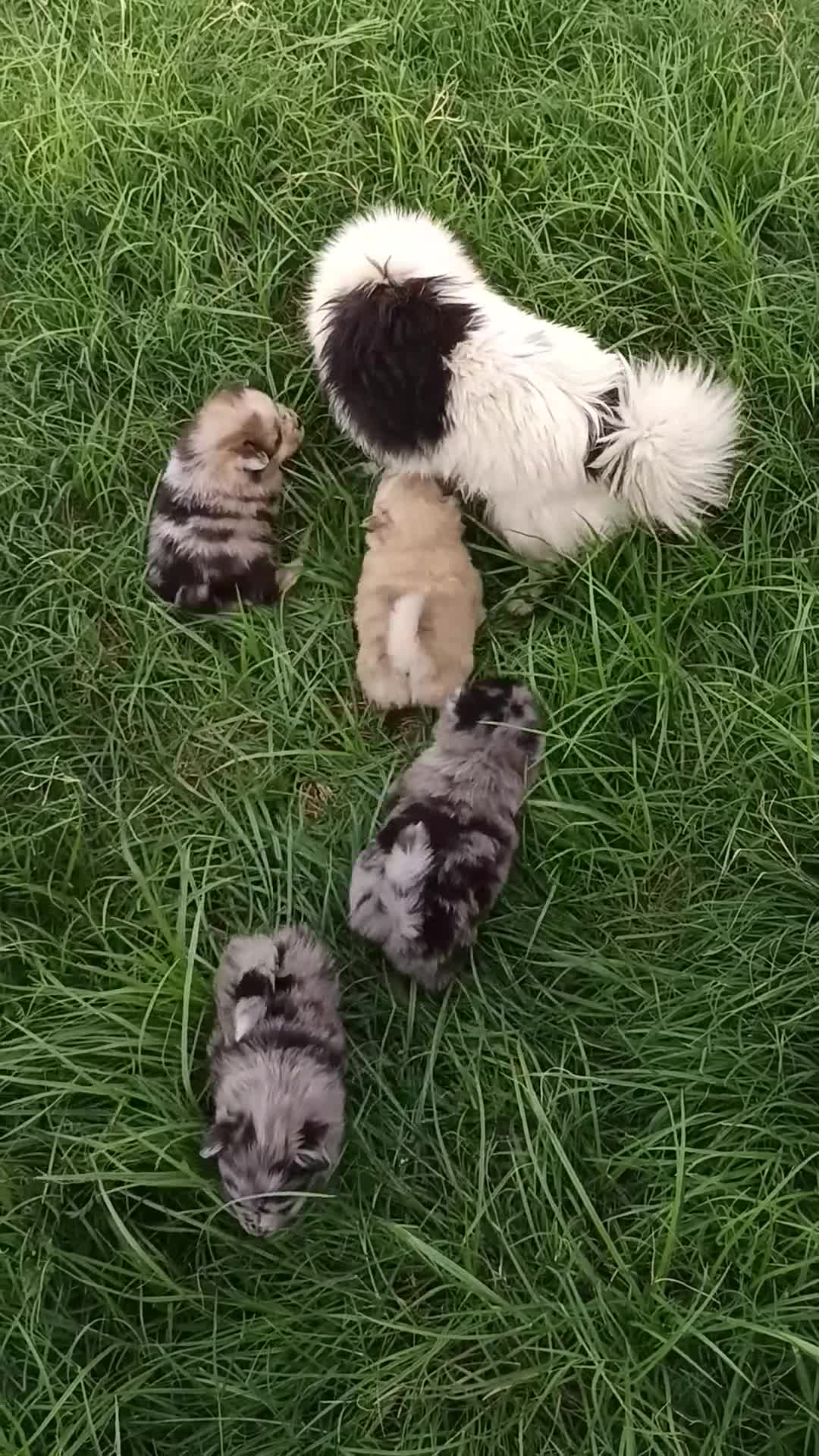 Pomerania perros en venta: Pomerania  - Video 1