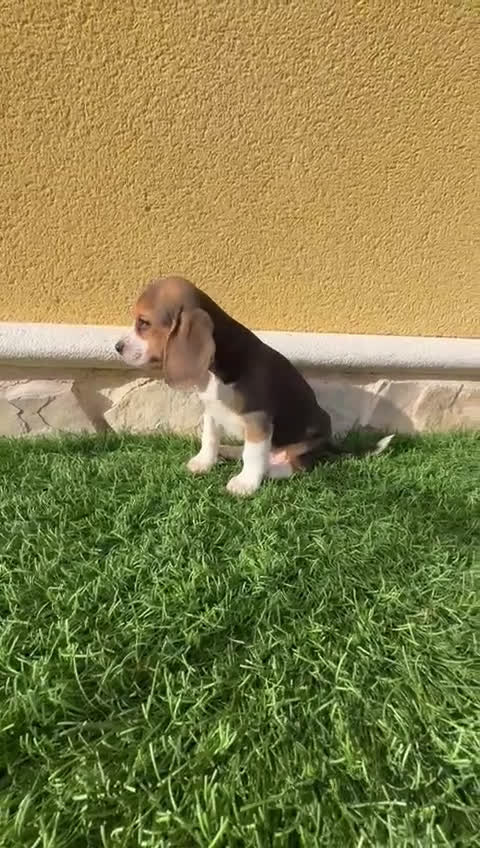 Beagle perros en venta: Precioso macho de Beagle  - Video 2