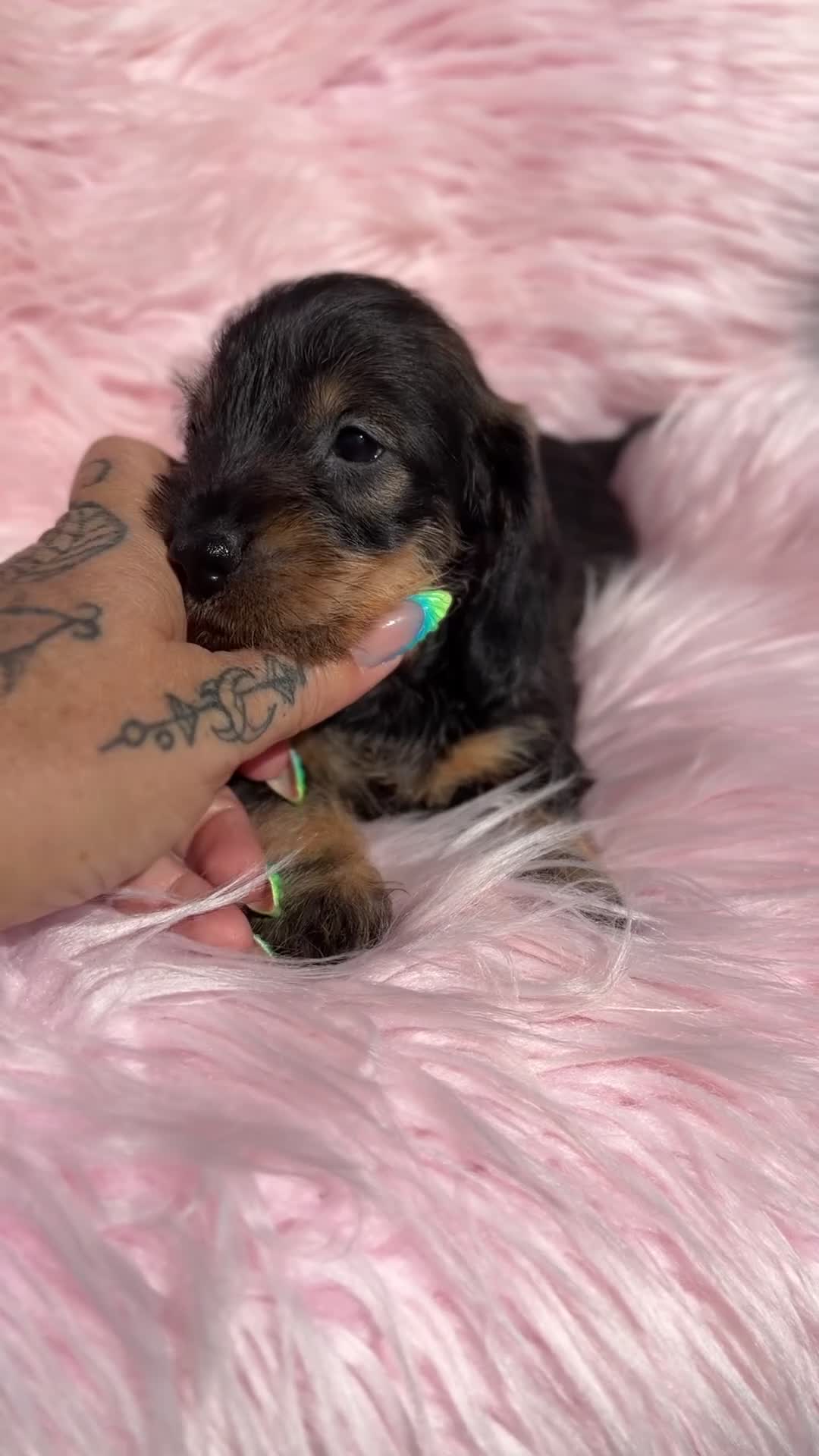 Teckel Miniatura perros en venta: Teckel pelo duro miniatura  - Video 4