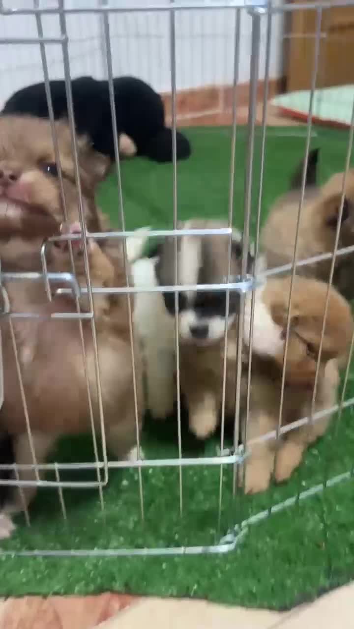Pomerania perros en venta: ECONÓMICOS Disponible Hembras y 2 macho POMERANIA - Video 3