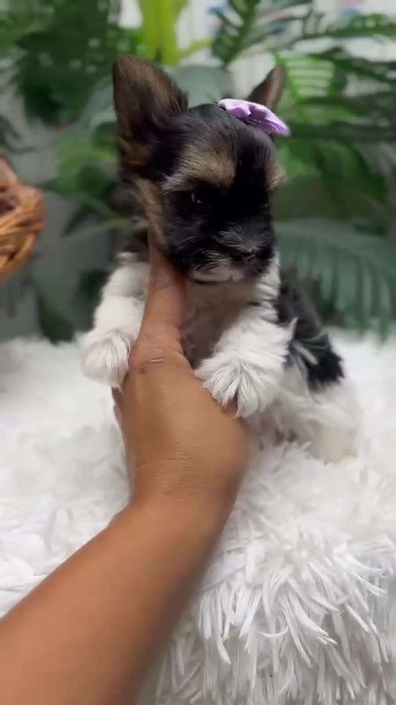 Yorkshire Terrier perros en venta: YORKSHIRE BIEWER - Video 1