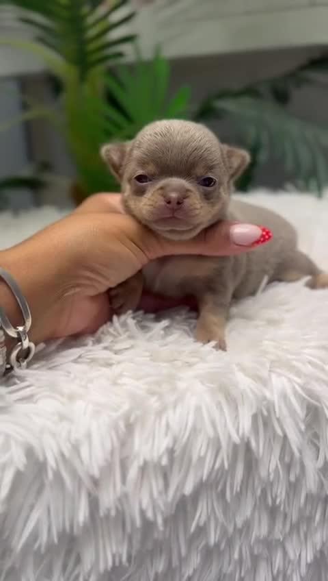 Chihuahua perros en venta: CHIHUAHUA-LILAC AND TAN - Video 1
