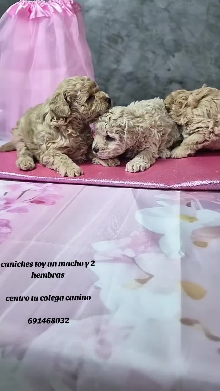 Caniche Toy perros en venta: Impresionantes caniches toy - Video 2