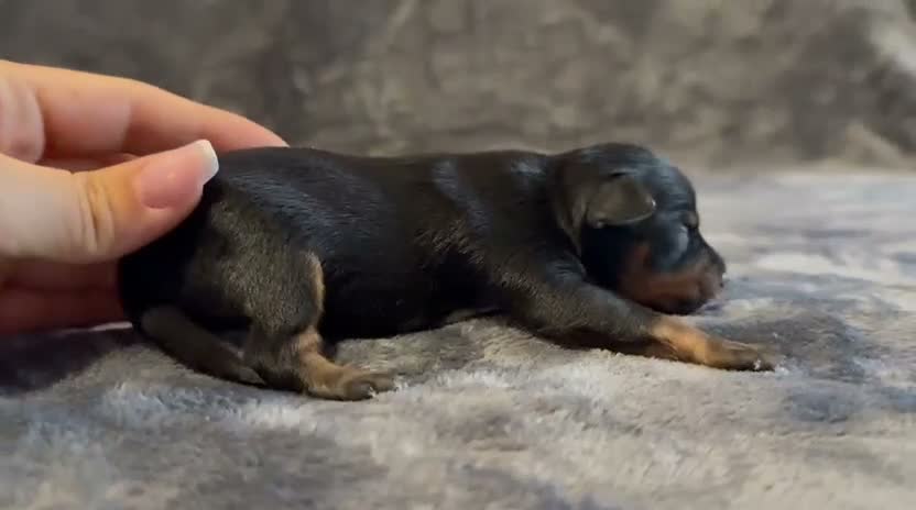 Pinscher Miniatura perros en venta: Pinscher Miniatura - Video 1