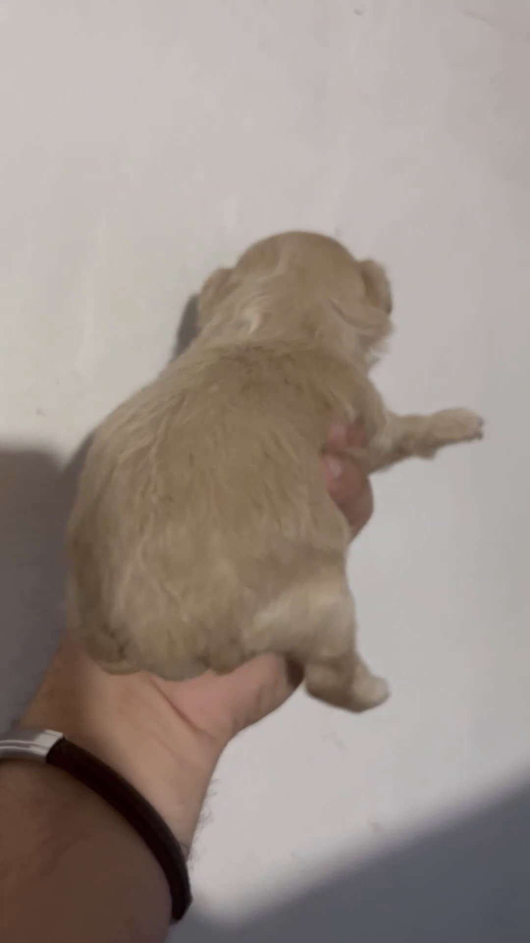 Maltipoo perros en venta: MALTIPOO TOYS Y MINI TOYS en Alicante - Video 3