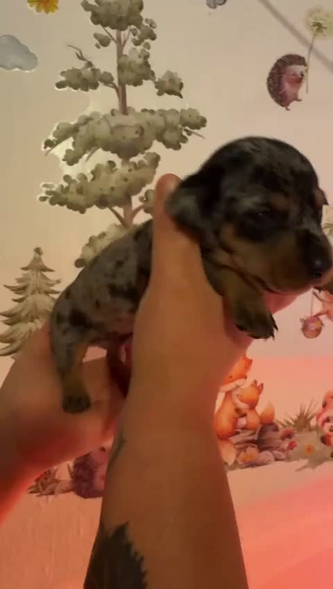 Teckel Miniatura perros en venta: Espectacular camada de teckel mini  - Video 5