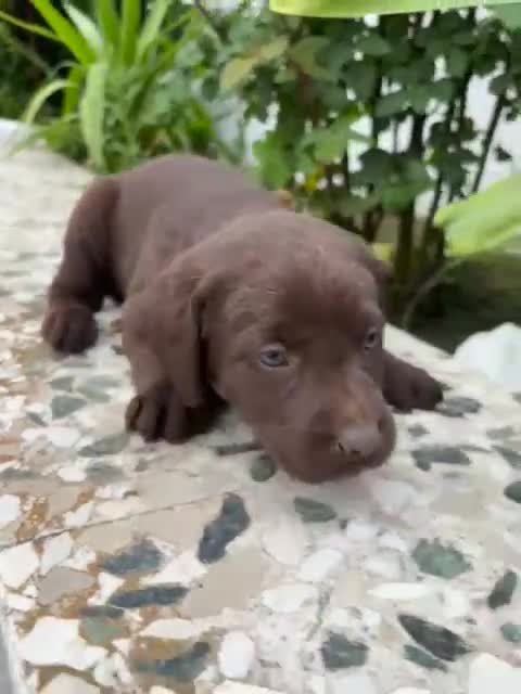 Labrador Retriever perros en venta: Labrador retriever línea inglesa chocolate  - Video 2