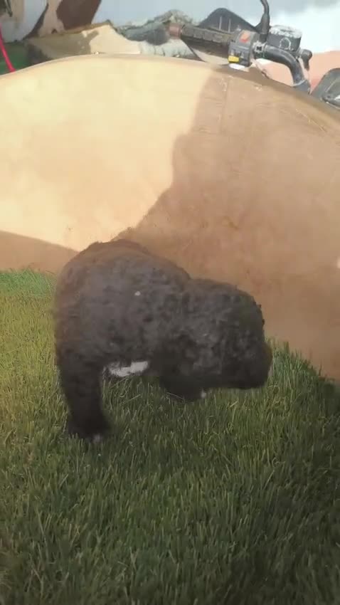 Perro de Agua Español perros en venta: Perro de agua!! - Video 2