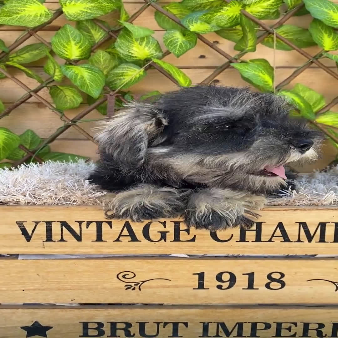 Schnauzer Miniatura perros en venta: Camada de Antía - Video 1
