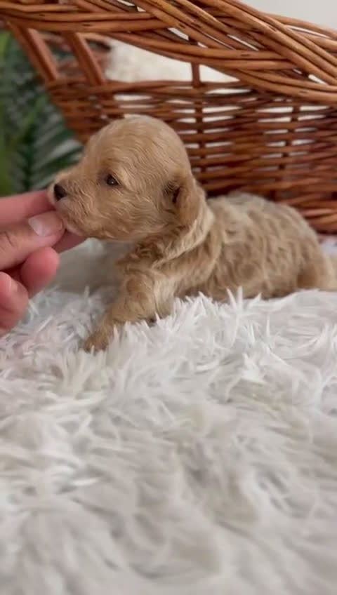Caniche Toy perros en venta: CANICHE TOY MACHCO - Video 3