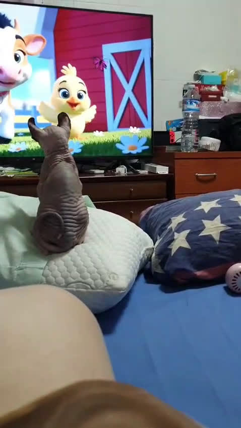 Otras razas gatos en venta: Elfos Hembra. Calidad y selección  - Video 2