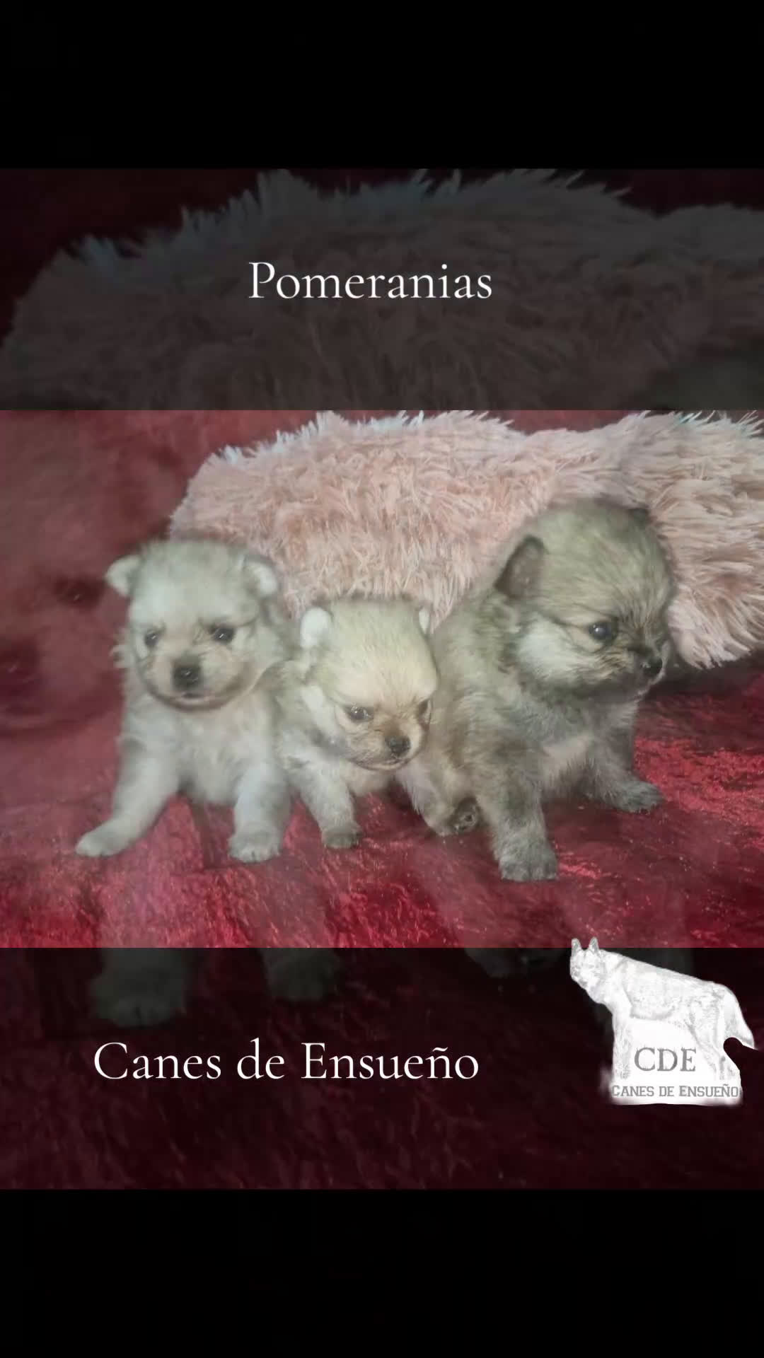 Pomerania perros en venta: Pomeranias toy/enano - Video 1