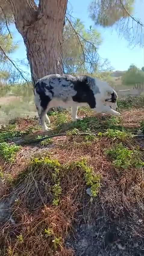 Pastor Australiano perros en venta: PASTOR AUSTRALIANO  - Video 1