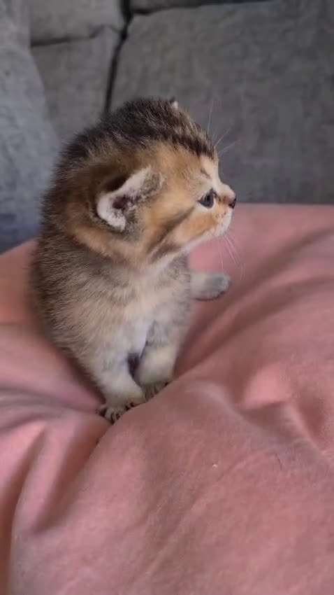 Británico de Pelo Corto Azul gatos en venta: Brithis varios colores pelo corto y largo  - Video 4