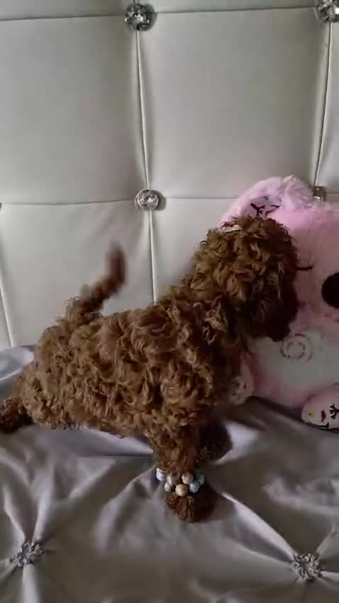 Caniche Toy perros en venta: Caniche toy - Video 1