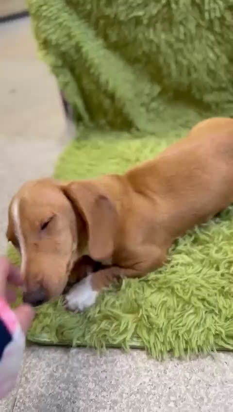 Teckel perros en venta: Teckel  rojo de ojos azules  - Video 1