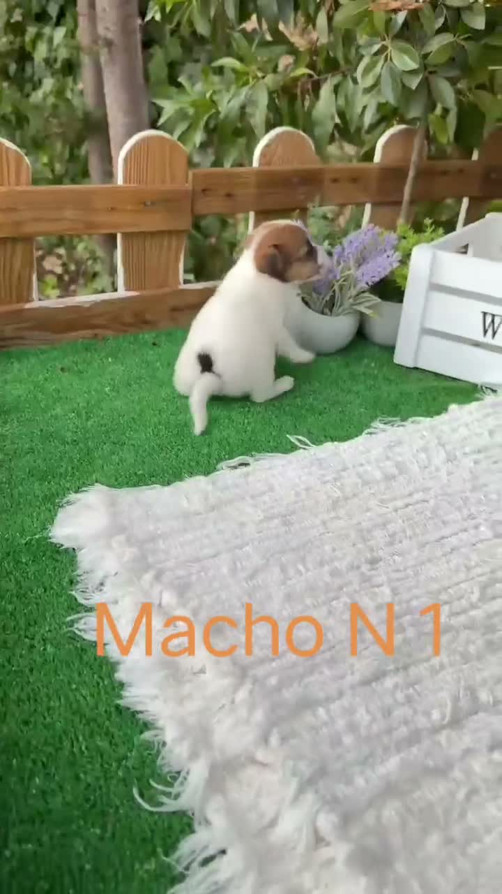 Jack Russell Terrier perros en venta: Jack Russell preciosos cachorros disponibles  - Video 5