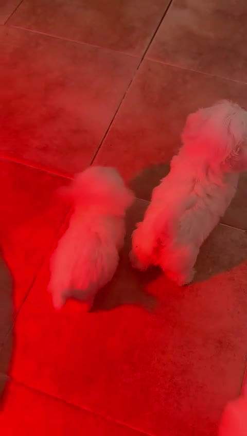 Bichón Maltés perros en venta: Bichón maltes mini - Video 1
