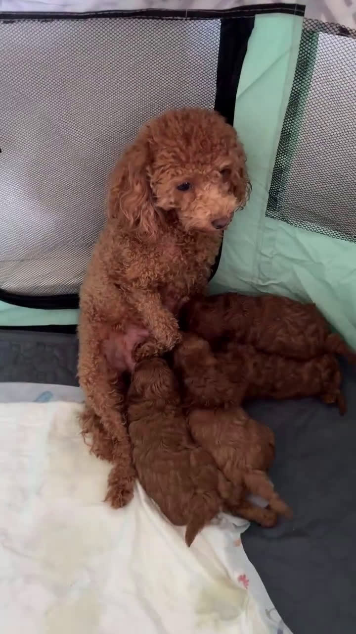 Caniche Toy perros en venta: ‼️‼️CANICHE TOY ROJOS MACHOS 50% ASIÁTICOS - Video 1