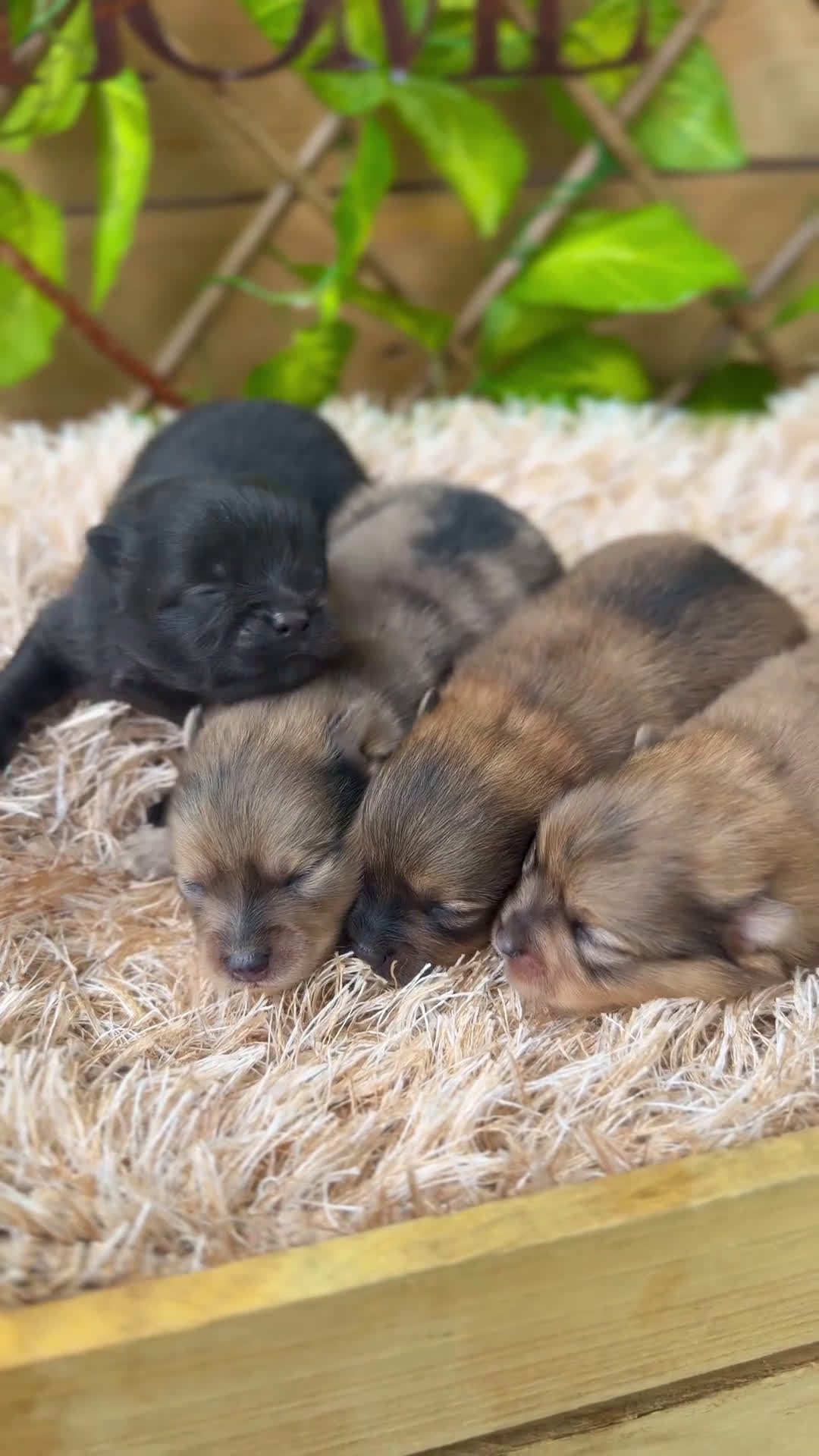 Pomerania perros en venta: Camada de Valentina - Video 1