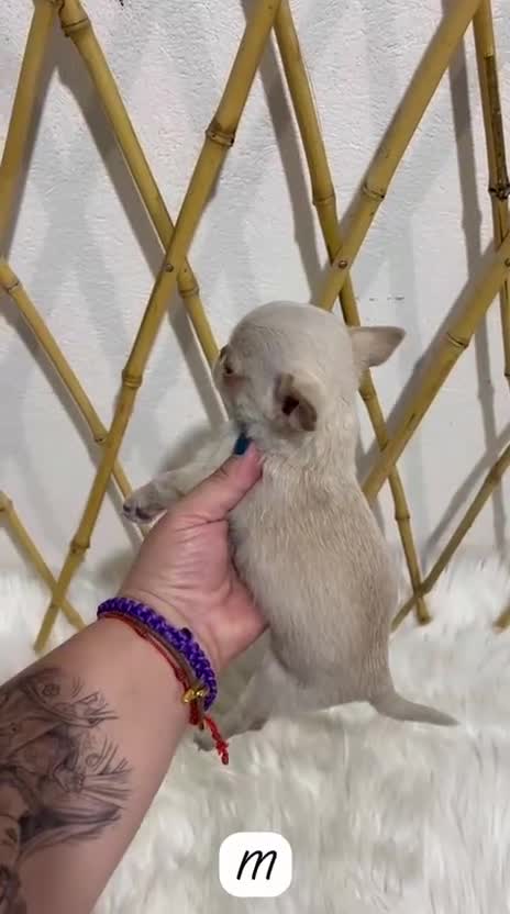 Chihuahua perros en venta: CHIHUAHUA CREMA TEACUP - Video 1