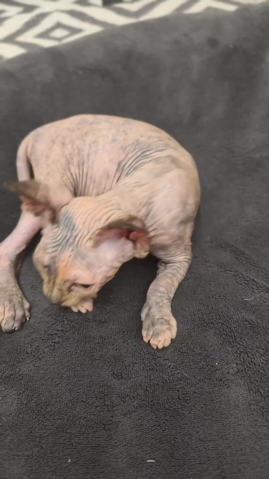 Sphynx gatos en venta: Preciosa hembrita sphynx  - Video 1