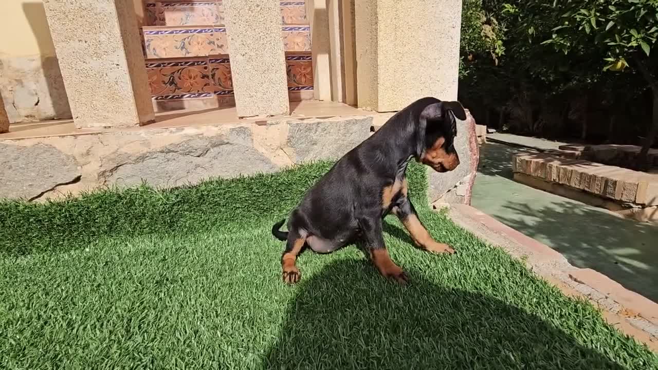 Pinscher Miniatura perros en venta: Mini Pincher toy - Video 2