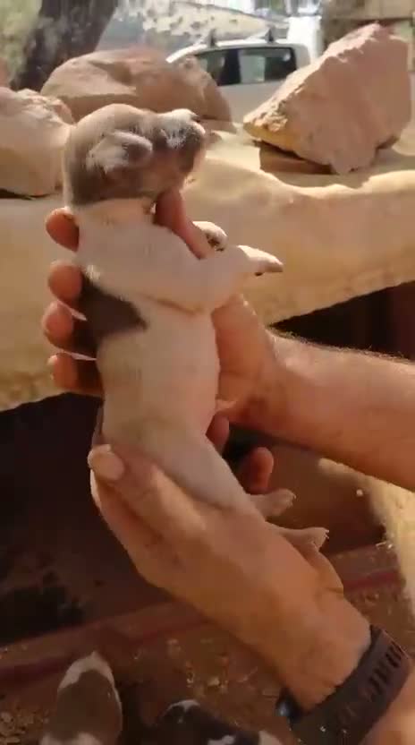 Jack Russell Terrier perros en venta: Jack Russell terrier - Video 1