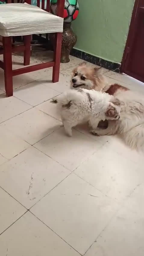 Pomerania perros en venta: Pomerania macho - Video 1