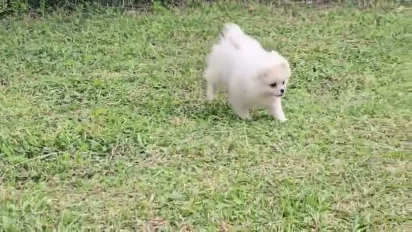 Pomerania perros en venta: Machito blanco  - Video 3